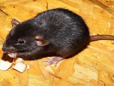 Photos by Ampro Pest Control #1