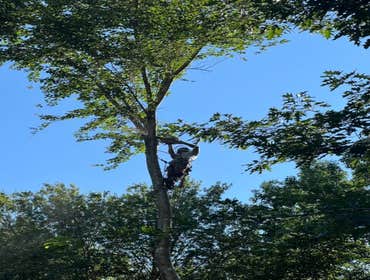 Photos by Yandi's Tree Service #5
