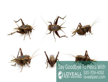 Termite-Pest Control Termite-Pest Control Service