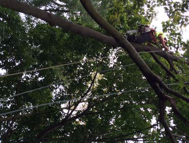 Tree Service South Jersey