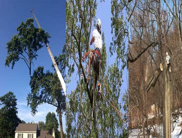 Photos from Kingkiner Tree Service LLC