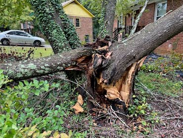 Photos by Elephant Trunk Tree and Landscaping #1