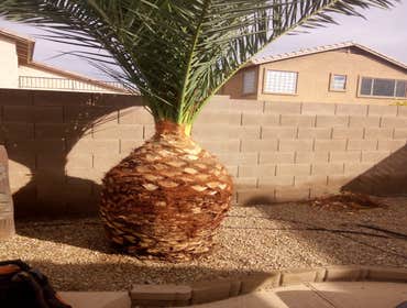 Trimmed Palm