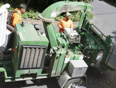 Photos by Moreno Tree Service #1