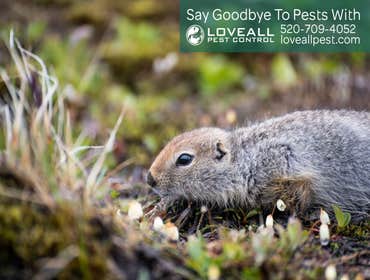 Termite-Pest Control Termite-Pest Control Service
