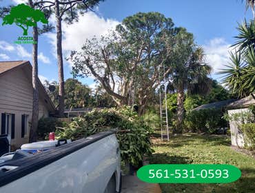 Photos by Acosta Tree Service Inc #15