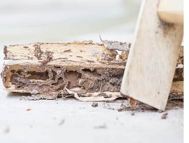 Photos by Cherry City Termite Removal Experts #1