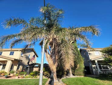 Photos by Chavezm Tree Service #17
