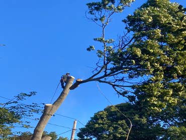Photos by Jose Tree Service #1