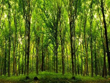 Photos by Rancho Cordova Tree Service #1