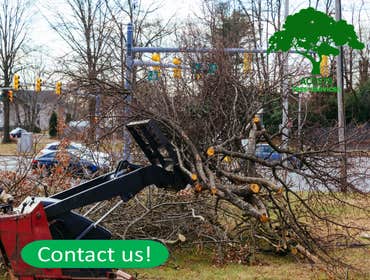 Photos by Acosta Tree Service Inc #3