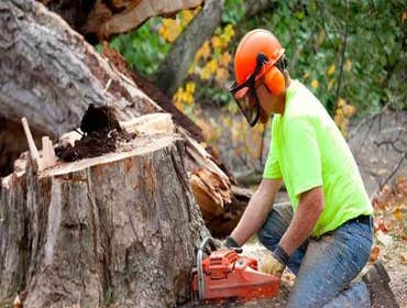 Photos by Romero Tree Services & Landscaping LLC #1