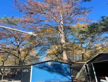 Photos by Dominguez Tree Service LLC #8
