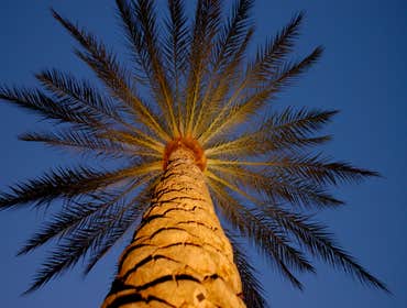 Photos by Arizona Outdoor Landscape Lighting LLC #1