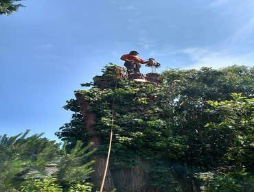 Photos by Moreno Tree Service #1