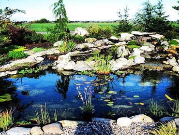 Photos by Aqualife Ponds #1