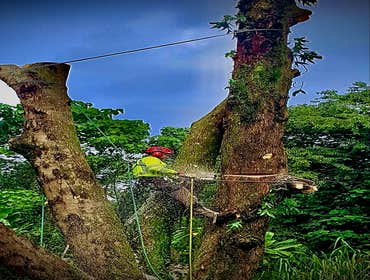Photos by East Side TreEast Side Tree Servicese Services #1 Our services range from tree trimming and pruning to stump grinding, removals, crown reduct