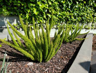 Photos by Tuyub Landscaping #31