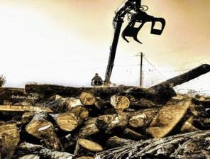 Photos by Arborsafe Tree Service #1