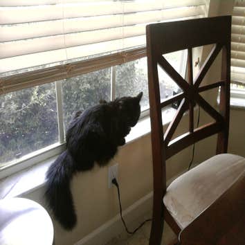 4bed/ 3bath with 3 cats A found alot of pet hair on the floor, walls and windows. This family are Cat Lovers. This is a weekly clients in Champions Gat