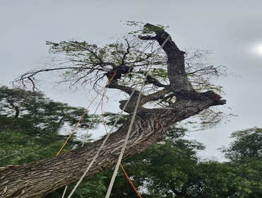 Photos by Pro M Tree Service #47