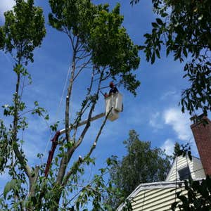 Works by North Fork Tree & Lan