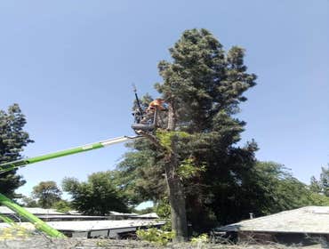 Photos by Trinity Tree Service #1