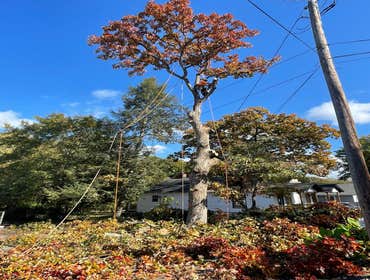 Photos by Dominguez Tree Service LLC #7