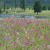WILDFLOWERS