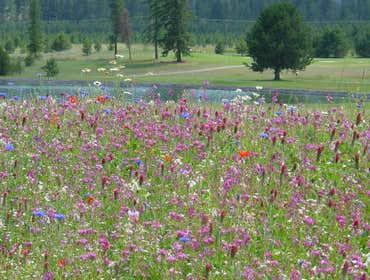 WILDFLOWERS