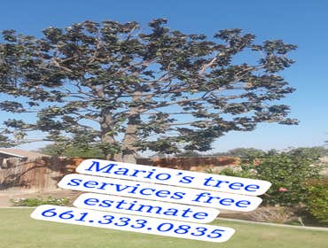Photos by MARIO'S TREE SERVICES #1