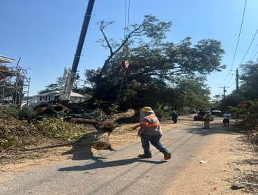 Photos by Campo Tree Service LLC #5