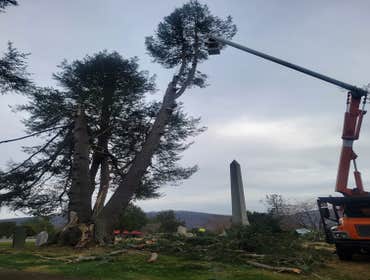 Photos by Hernandez Tree Services #19