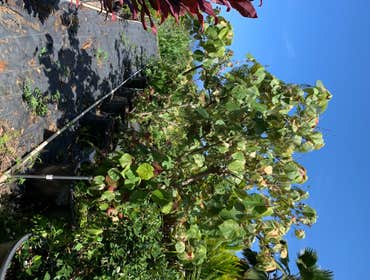 Ornamental Plant Nursery Containerized Shrubs & Perennials