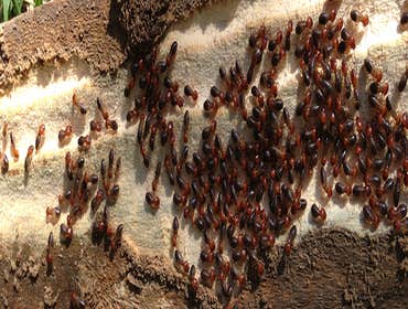 Pest Control Portland