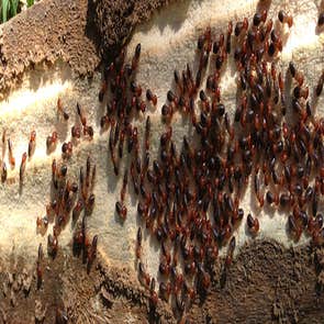 Pest Control Portland