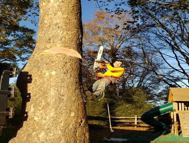 Photos by Fabian Tree Service LLC #1 Trees make the land livable. And yet, sometimes, they need removal, pruning, and stump grinding to clear the area 