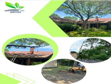 Photos by Contreras Tree Services #24
