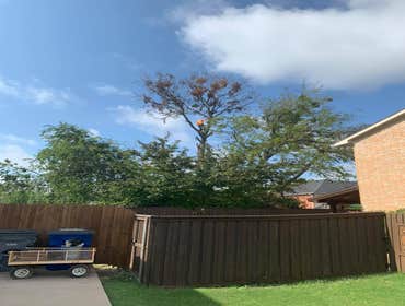 Photos by K-perez Tree Services #1