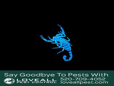 Termite-Pest Control Termite-Pest Control Service
