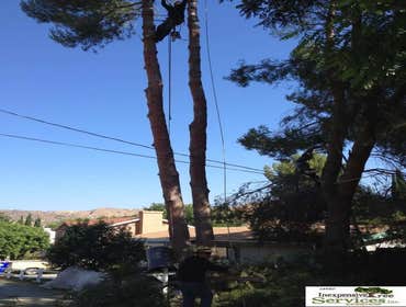 OCHOA TREE SERVICE Project 1