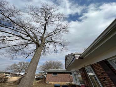 Photos by El Tule Tree Services LLC #22