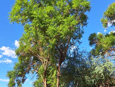 Tree removal services