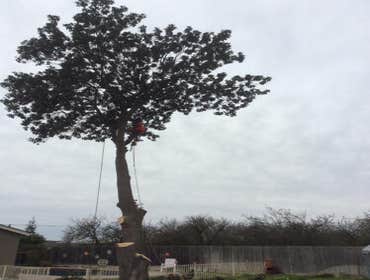 Photos by Discovery Tree Care, Inc #1