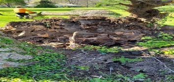 Photos by A&m Tree Services LLC #1