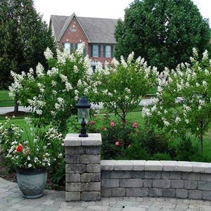 Blooming privacy screen