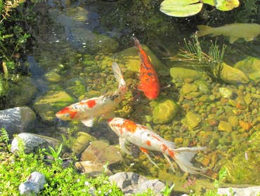 Photo(s) from Pro Pool Management LLC