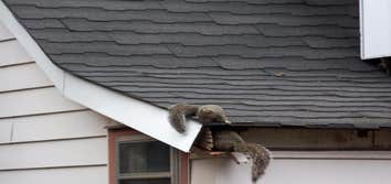 Critter Removal Indianapolis
