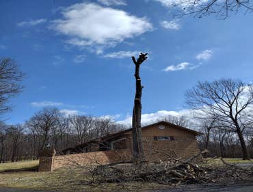 Photos by Hernandez Tree Services #2