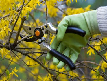Photos by Top Tree Service Miami #1 tree service Miami , Miami tree service, tree service, tree service fl, fl tree service